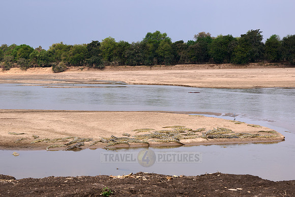 Large group of Nile crocodiles (Crocodylus niloticus) on a sandbank of the Luangwa River