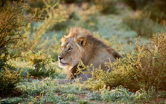 male lion (Panthera leo)