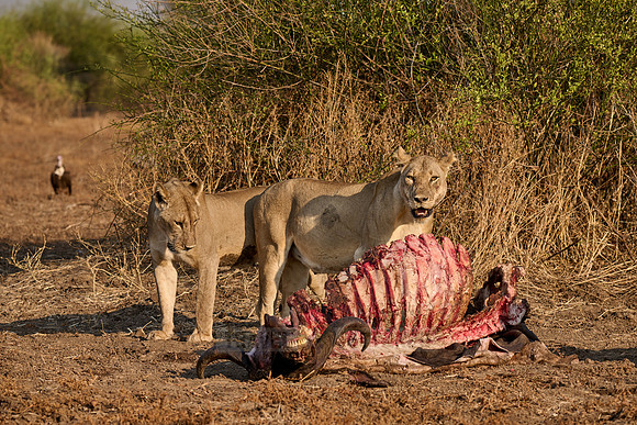 pride of lioness (Panthera leo) at buffalo kill