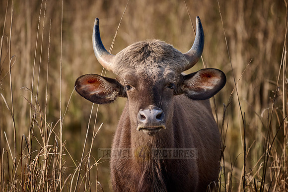 Indian Gaur (Bos gaurus)