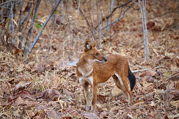 dhole (Cuon alpinus) or indian wild dog