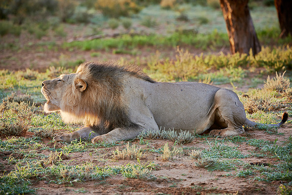 roaring male lion (Panthera leo)