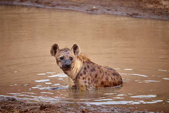 spotted hyena (Crocuta crocuta) taking a bath