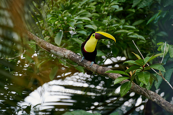 chestnut-mandibled toucan or Swainson's toucan
