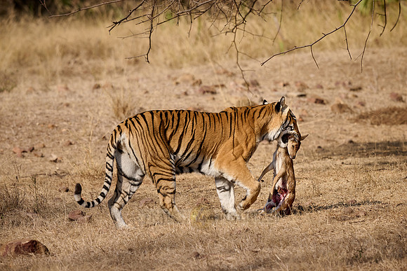 Tiger with prey in mouth