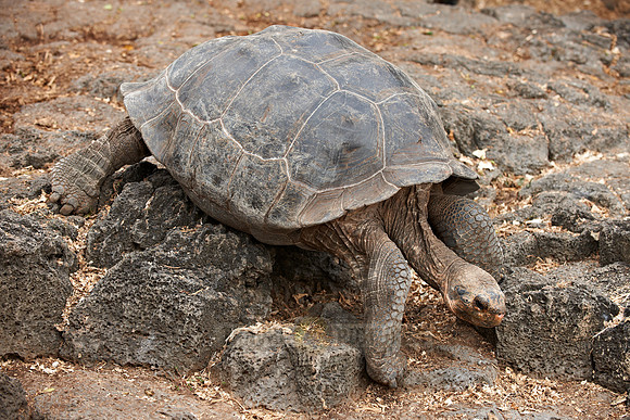 Galapagos giant tortoise in Charles Darwin Statio|