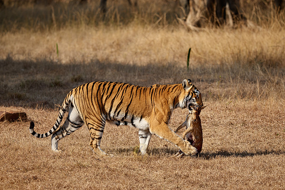 Tiger with prey in mouth