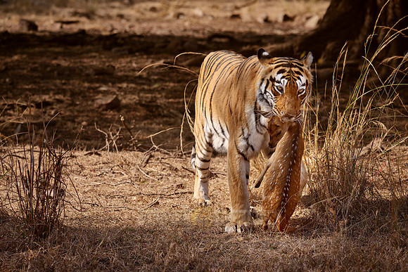 Tiger with prey in mouth