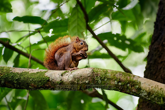 red-tailed squirrel (Sciurus granatensis)