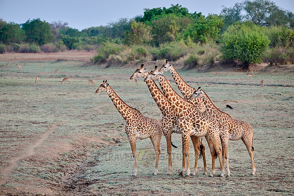 Thornicroft's giraffe (Giraffa camelopardalis thornicrofti)