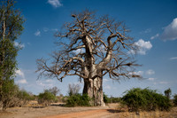 African baobab, Adansonia digitata