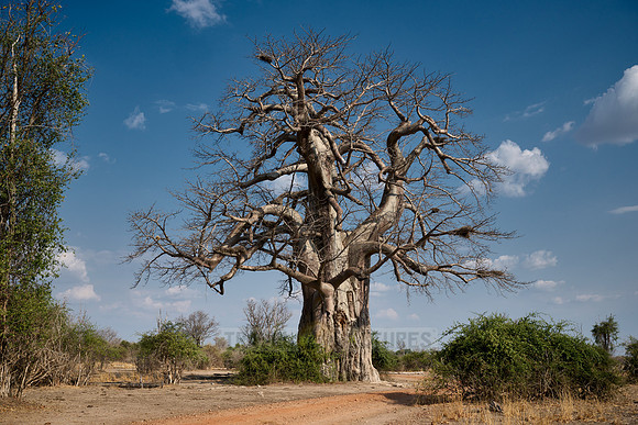 African baobab, Adansonia digitata