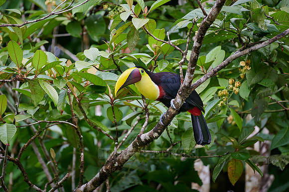 chestnut-mandibled toucan or Swainson's toucan