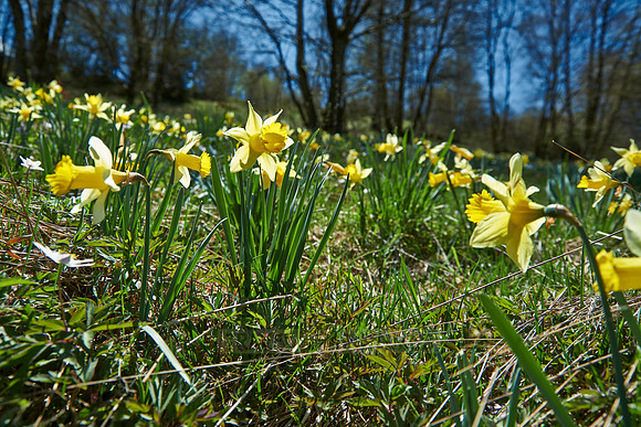 wild yellow Narcissus  or Daffodils (Narcissus pseudonarcissus)