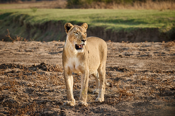lioness (Panthera leo)