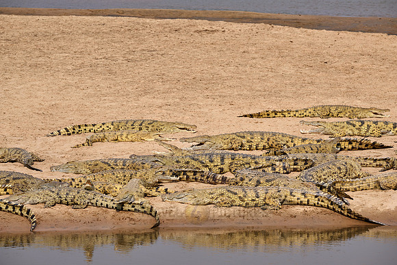 Large group of Nile crocodiles (Crocodylus niloticus) on a sandbank of the Luangwa River