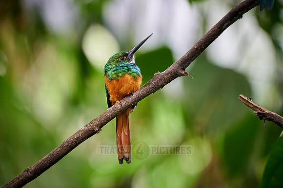 rufous-tailed jacamar (Galbula ruficauda)