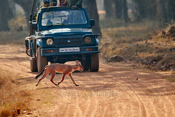 dhole (Cuon alpinus) or indian wild dog