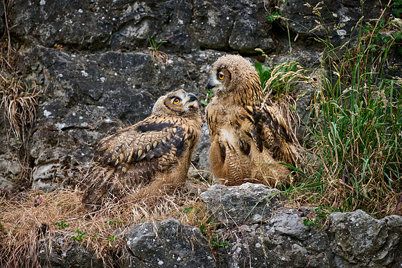 Eurasian eagle-owl (Bubo bubo), two youngster on a rock