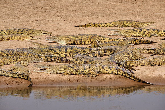 Large group of Nile crocodiles (Crocodylus niloticus) on a sandbank of the Luangwa River