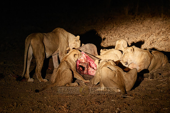 night shot pride of lioness (Panthera leo) at buffalo kill