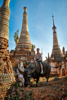 boy on water buffalo between ruins of Shwe Inn Thein