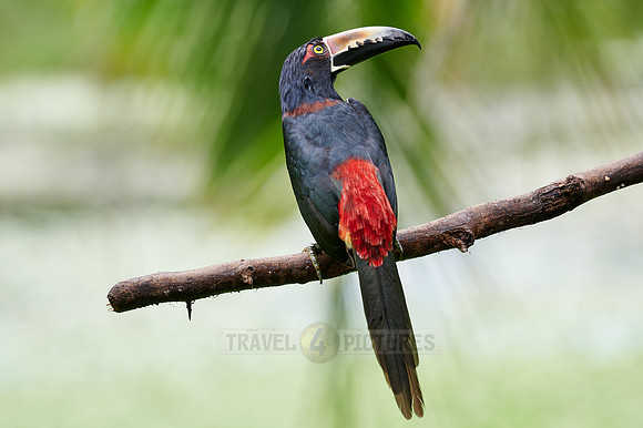 collared aracari (Pteroglossus torquatus)