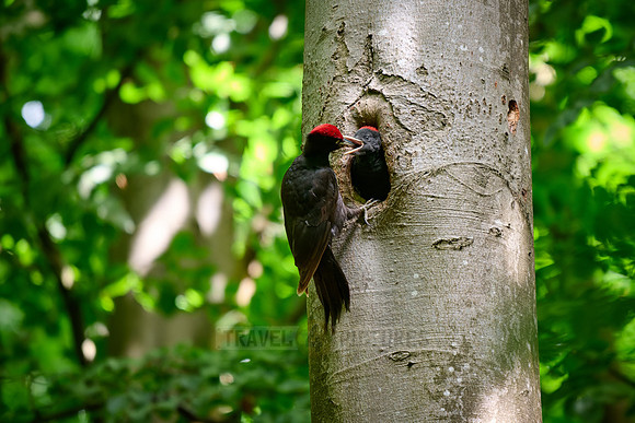 black woodpecker feeds fledgling at tree hollow