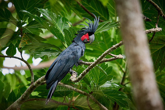 palm cockatoo (Probosciger aterrimus), also known as the goliath cockatoo or great black cockatoo