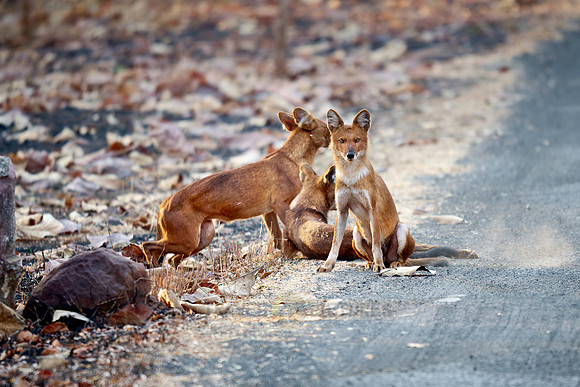 pack of dhole (Cuon alpinus) or indian wild dog