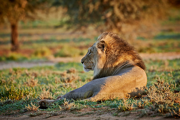 male lion (Panthera leo)
