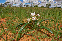 lily flower in landscape