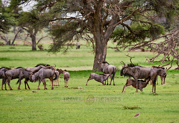 Blue wildebeests, Connochaetes taurinus