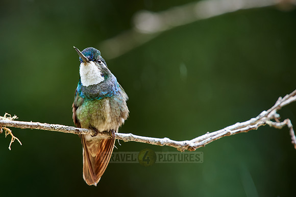 male white-throated mountaingem or white-throated mountain-gem (Lampornis castaneoventris)