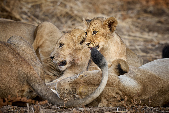 pride of lioness (Panthera leo) with cubs