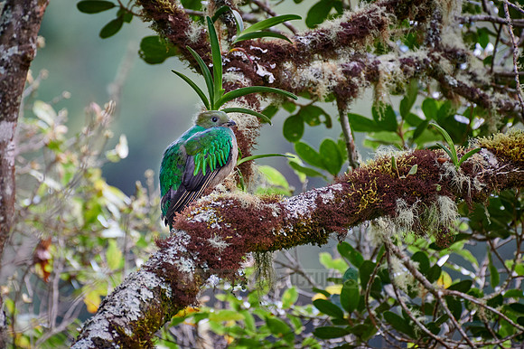 female Resplendent quetzal on a wild avocado tree