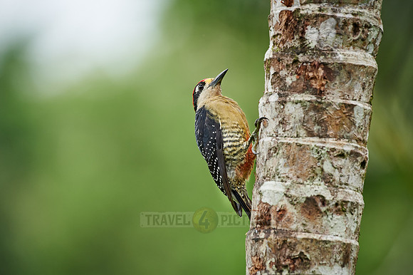 black-cheeked woodpecker (Melanerpes pucherani)