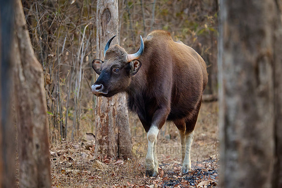 Indian Gaur (Bos gaurus)