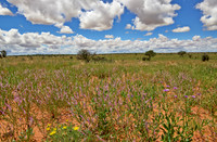 flowers in landscape of Kalahari