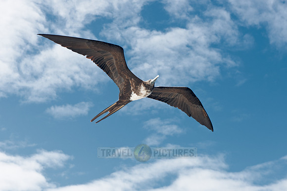 flying Frigatebird