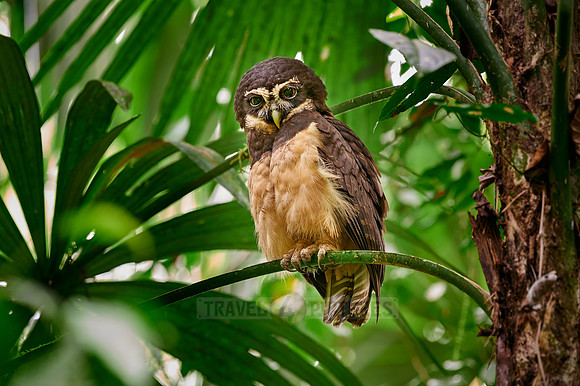 spectacled owl (Pulsatrix perspicillata saturata)