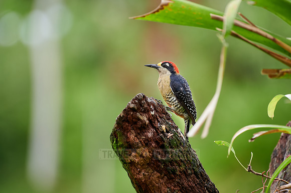 black-cheeked woodpecker (Melanerpes pucherani)