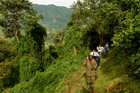 Gorilla trekking