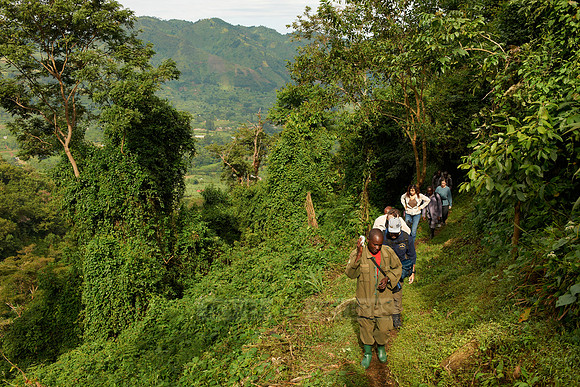 Gorilla trekking