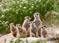 Erdmaennchen, Suricata suricatta  |meerkat or suricate, Suricata suricatta|