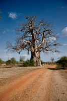 African baobab, Adansonia digitata