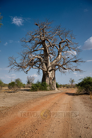 African baobab, Adansonia digitata