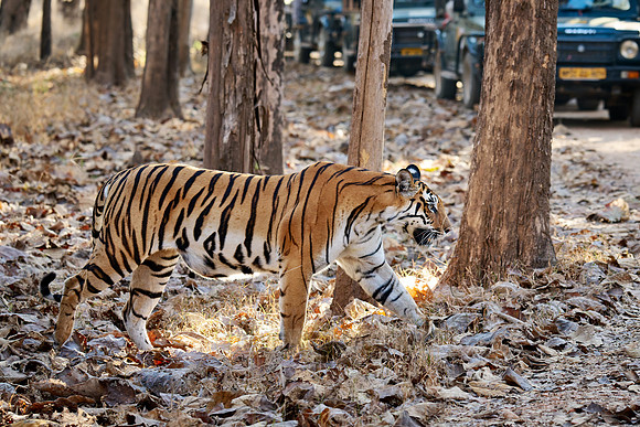 Bengal tiger (Panthera tigris tigris)
