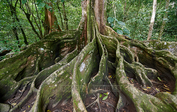 buttress root of a jungle giant Ceiba tree