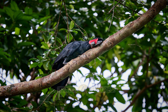 palm cockatoo (Probosciger aterrimus), also known as the goliath cockatoo or great black cockatoo